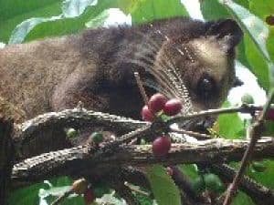 Kopi Luwak (Копи Лювак) Арабика - 450 гр. (1 фунт) в зернах, жареный. Собранный в Северной Суматре, Индонезия!