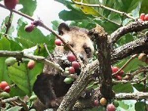 Kopi Luwak (Копи Лювак) Арабика - 100 гр. в зернах, жареный. Собранный в Северной Суматре, Индонезия!