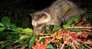 KOPI LUWAK COFFEE (HUONG CHON) - КОПИ ЛЮВАК В ЗЕРНАХ - ЧОН - 250 ГР. ВЬЕТНАМ