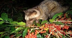 Дикий Кофе CHON - Вьетнамский кофе лювак (kopi luwak) (вьетнамский дикий кофе чон, chon)  молотый - 1 кг. Пр-во Вьетнам.